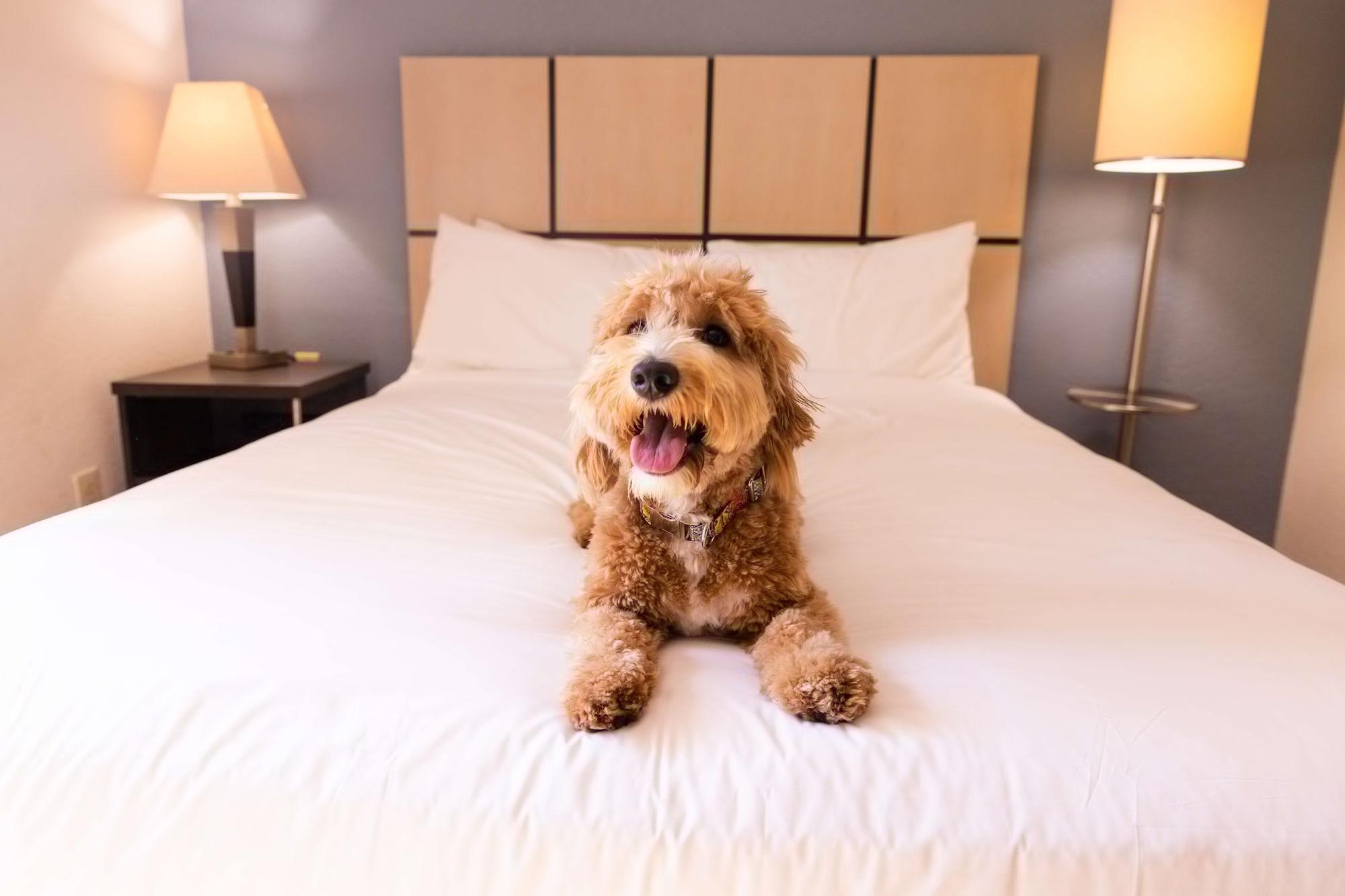 Sonesta Simply Suites Chicago Naperville Warrenville Exteriér fotografie